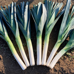 Por Chinook 10 Tyś. nasion ST